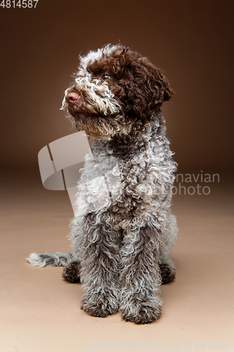 Image of beautiful brown fluffy puppy
