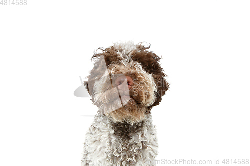 Image of beautiful brown fluffy puppy