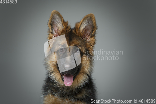 Image of beautiful german shepard puppy