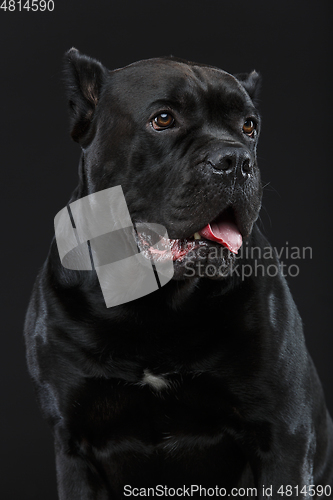 Image of beautiful cane corso dog