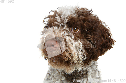 Image of beautiful brown fluffy puppy