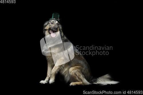 Image of beautiful dog in hat isolated on black