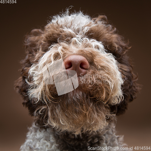 Image of beautiful brown fluffy puppy