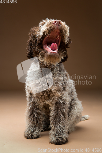 Image of beautiful brown fluffy puppy
