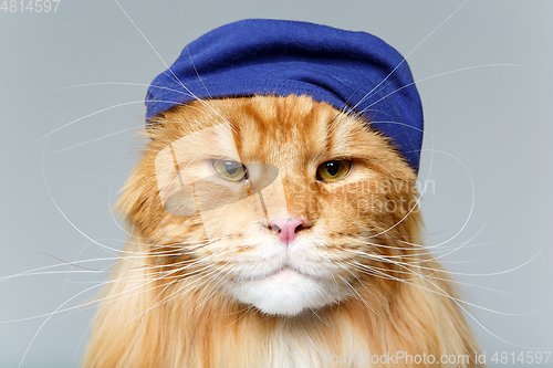 Image of beautiful maine coon cat in hat