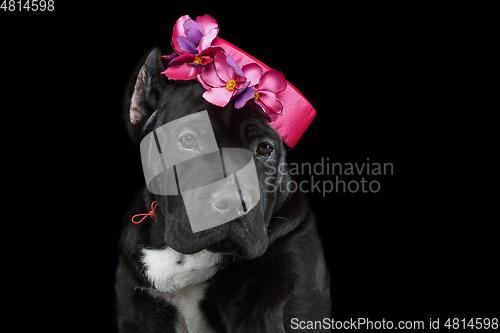 Image of beautiful cane corso puppy in hat