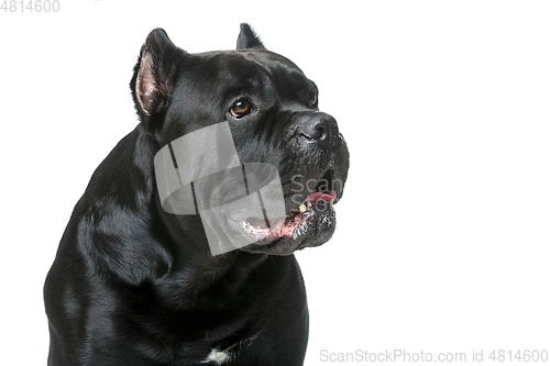 Image of beautiful cane corso dog