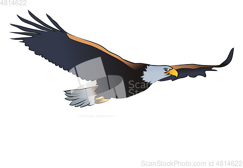 Image of Eagle with spread wings vector or color illustration