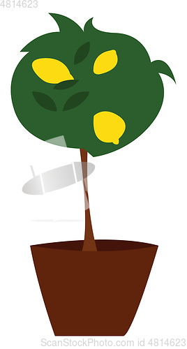 Image of Lemon tree in a potillustration vector on white background