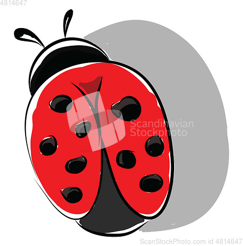 Image of A beautiful ladybug insect roaming around the garden vector colo