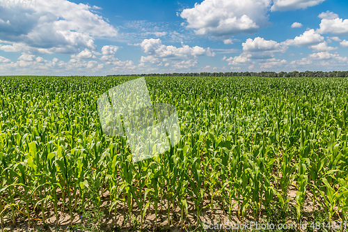 Image of Green corn field