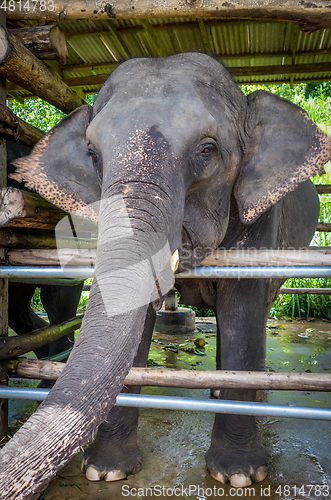 Image of Elephant in protected park, Chiang Mai, Thailand