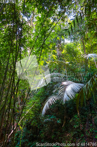 Image of jungle forest, Khao Sok, Thailand