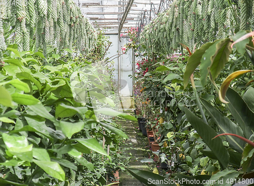 Image of inside greenhouse scenery