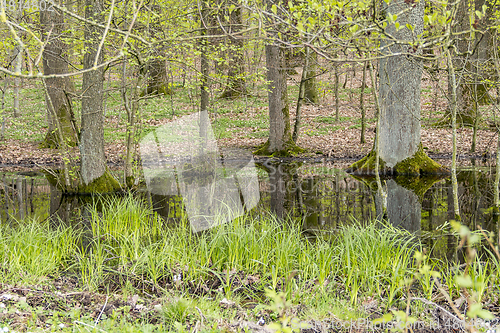 Image of forest with swamp