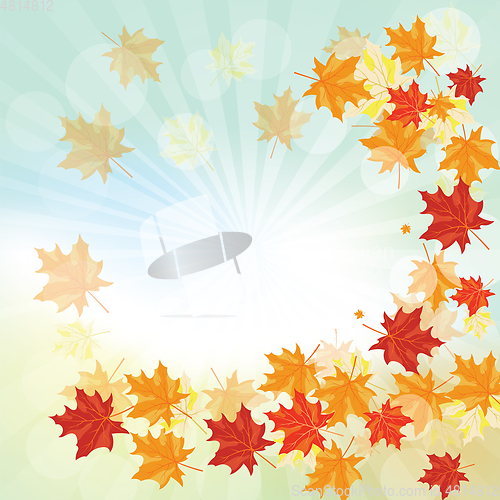Image of Autumn maple leaves 