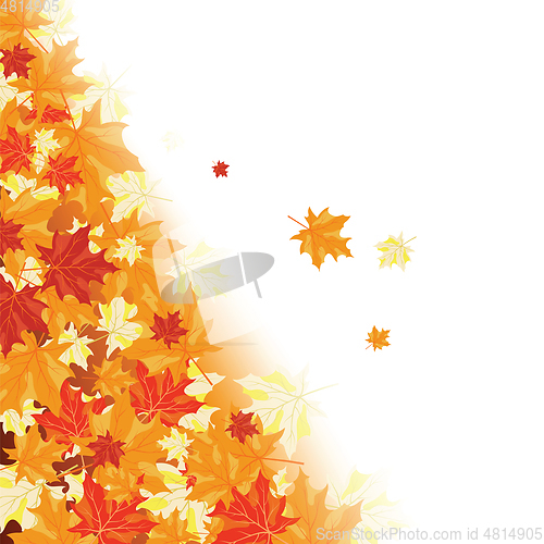 Image of Autumn maple leaves 