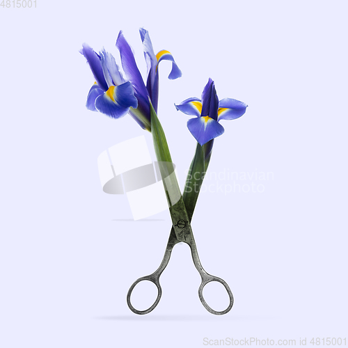 Image of Contemporary art collage, modern design. Summer mood. Scissors with beautiful purple-blue flowers on the edge of knives