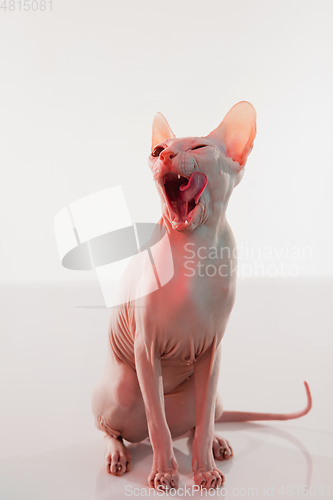 Image of Cute sphynx cat, kitty posing isolated over white studio background in neon light