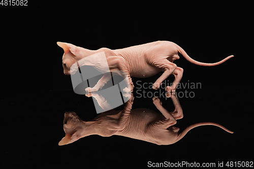 Image of Cute sphynx cat, kitty posing isolated over black studio background