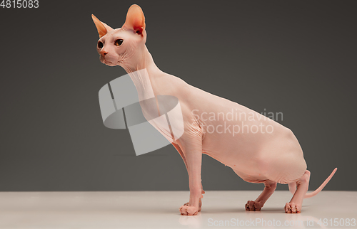 Image of Cute sphynx cat, kitty posing isolated over gray studio background