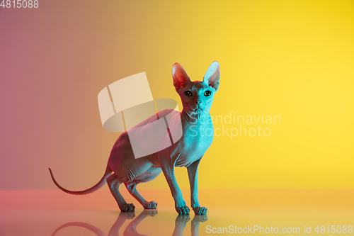 Image of Cute sphynx cat, kitty posing isolated over gradient studio background in neon light