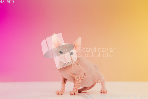 Image of Cute sphynx cat, kitty posing isolated over gradient studio background in neon light