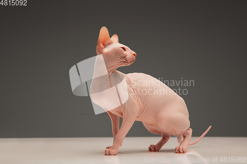 Image of Cute sphynx cat, kitty posing isolated over gray studio background