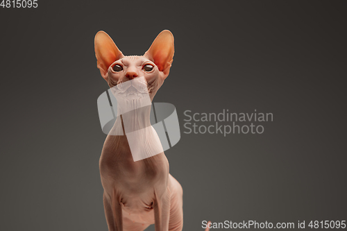 Image of Cute sphynx cat, kitty posing isolated over gray studio background