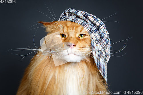 Image of beautiful maine coon cat in hat