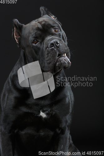 Image of beautiful cane corso dog