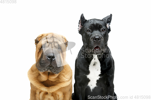 Image of beautiful two puppy dogs