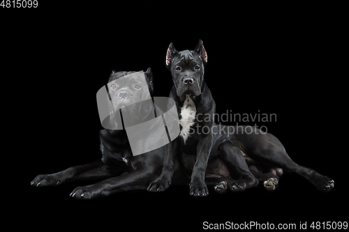 Image of beautiful cane corso puppy and dog