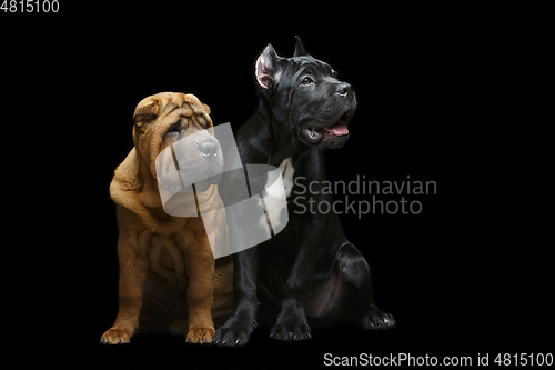 Image of beautiful two puppy dogs