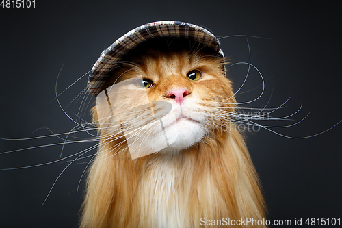 Image of beautiful maine coon cat in hat