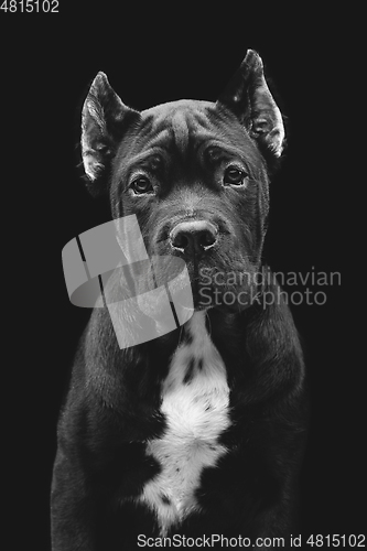 Image of beautiful cane corso puppy