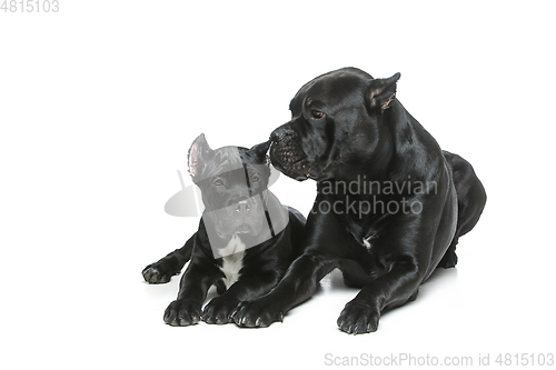 Image of beautiful cane corso puppy and dog