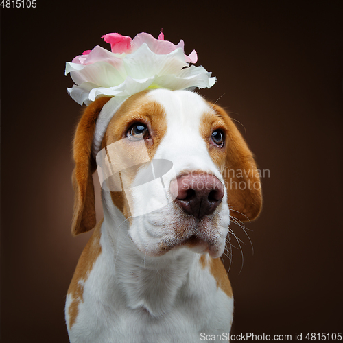 Image of beautiful beagle dog with flower