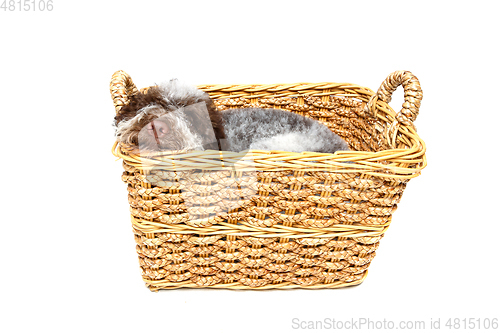 Image of beautiful brown fluffy puppy