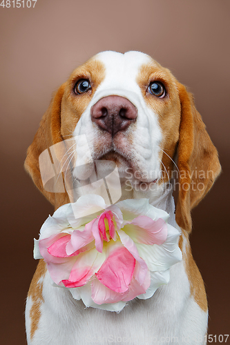 Image of beautiful beagle dog with flower