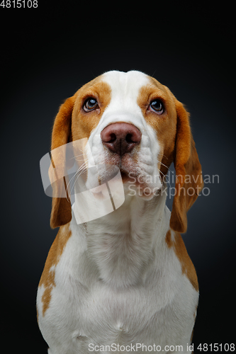 Image of beautiful beagle dog