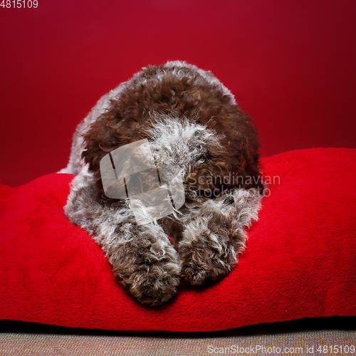 Image of beautiful brown fluffy puppy