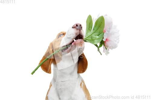 Image of beautiful beagle dog with flower