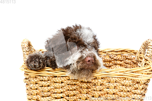 Image of beautiful brown fluffy puppy