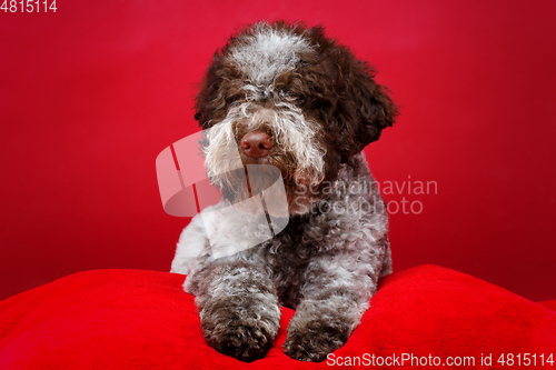 Image of beautiful brown fluffy puppy