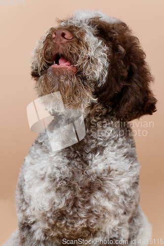 Image of beautiful brown fluffy puppy