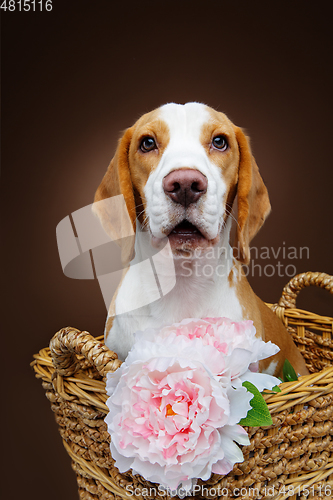 Image of beautiful beagle dog with flower