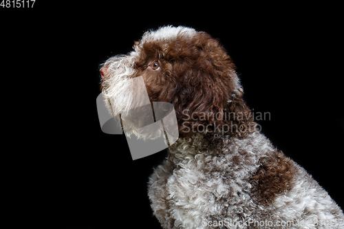 Image of beautiful brown fluffy puppy