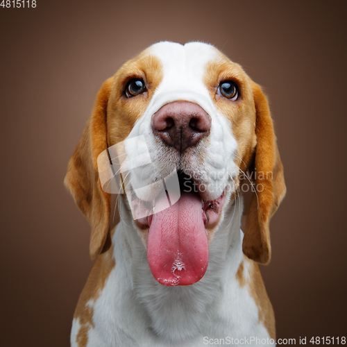 Image of beautiful beagle dog girl