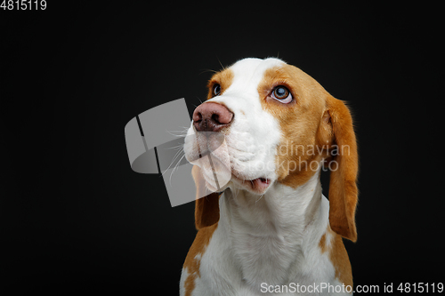 Image of beautiful beagle dog